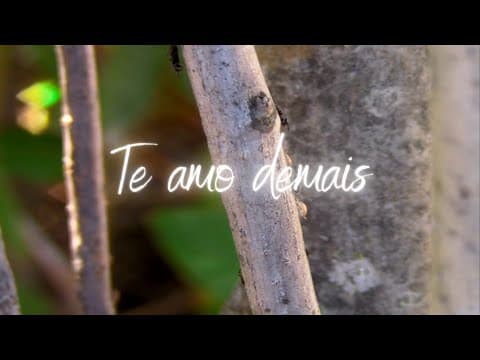 Te amo demais